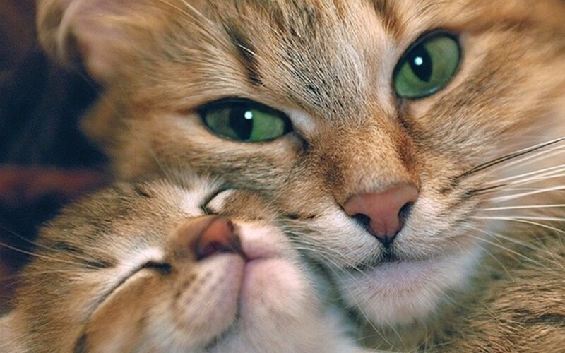 Two Cats Nuzzling — Brown