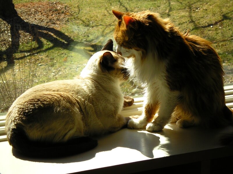 Two cats nuzzling by window