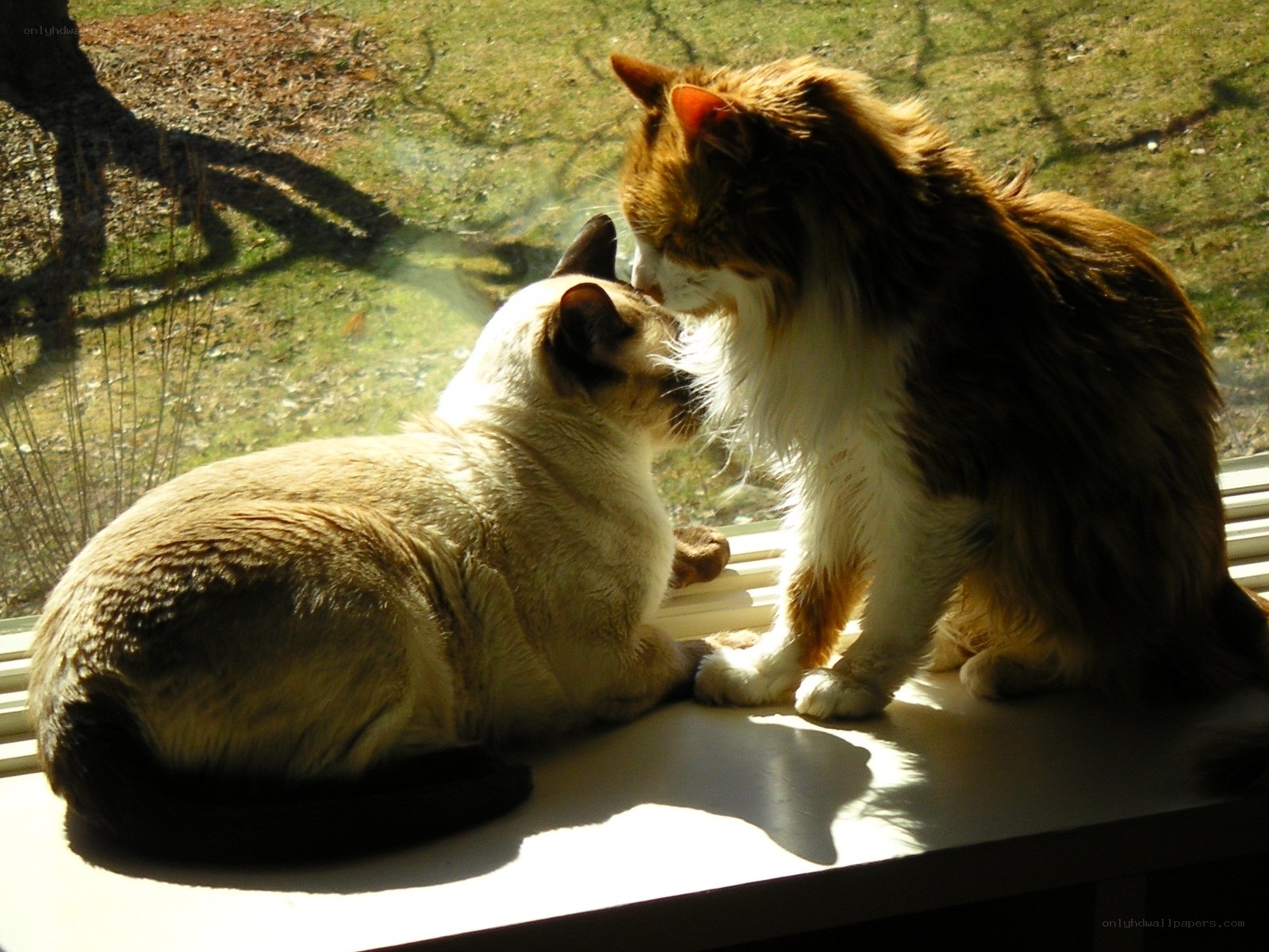 Two cats nuzzling by window