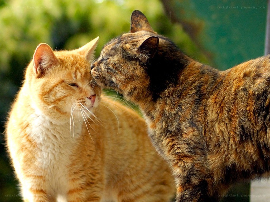 Two cats nuzzling each other