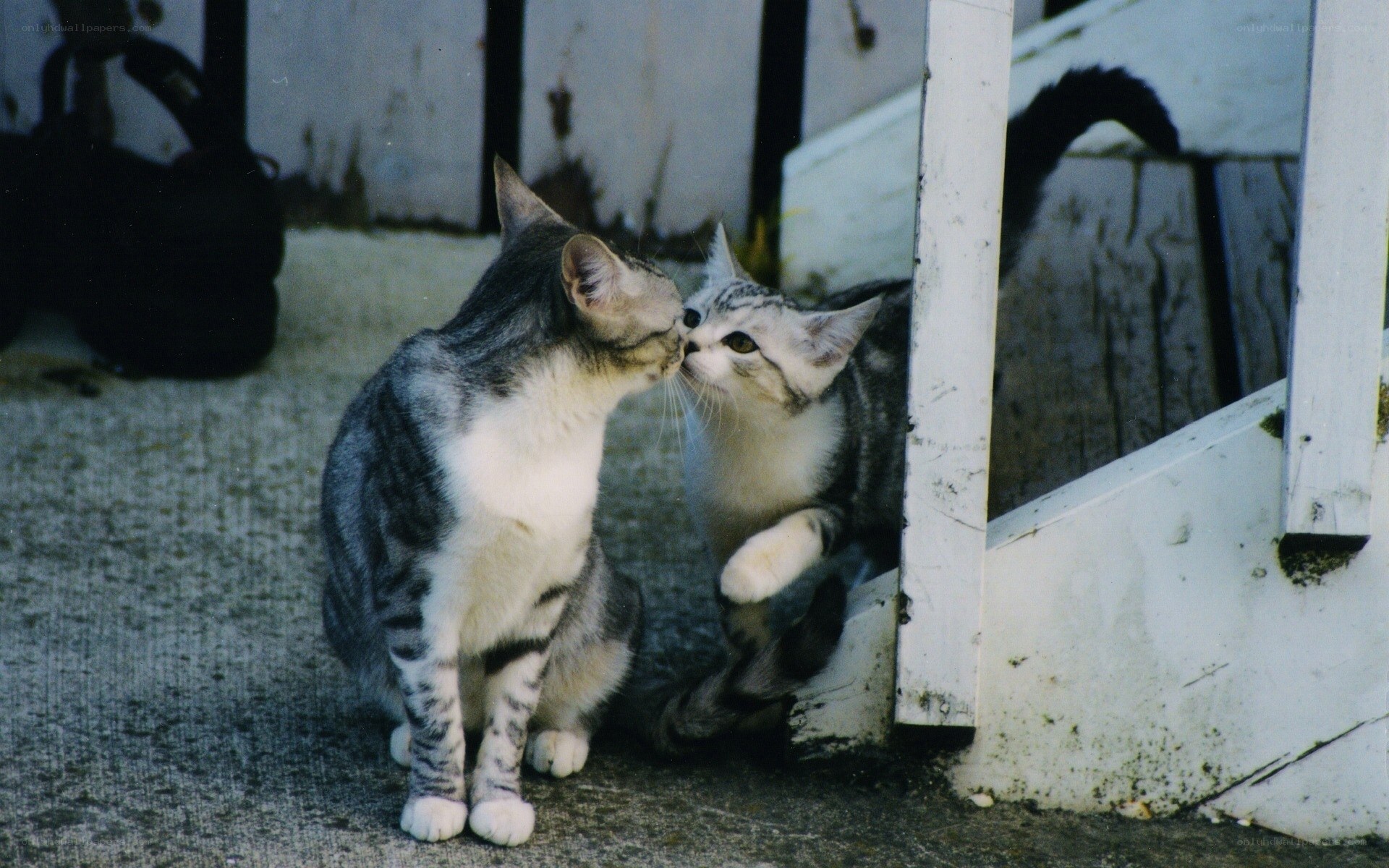 Two cats nuzzling each other