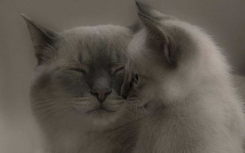 Two Cats Nuzzling — Gray, Calm, Photograph
