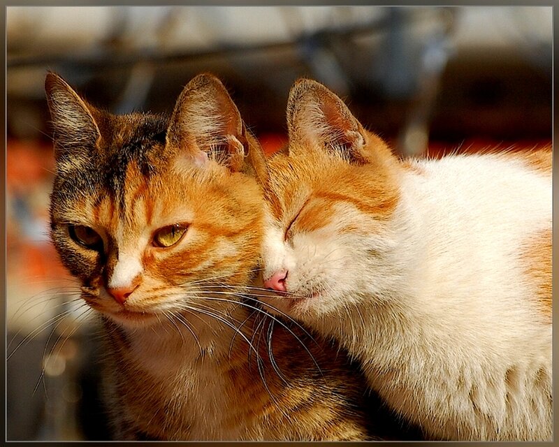 Two Cats Nuzzling — Orange, Calm, Afternoon, Photograph