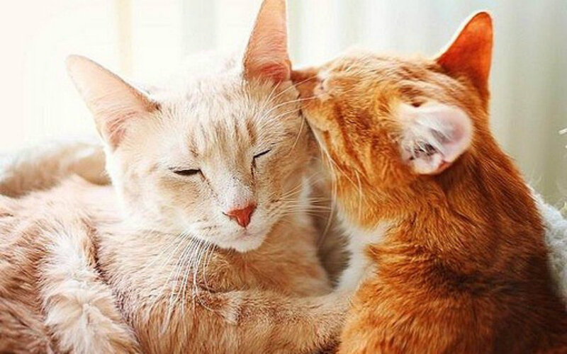 Two Cats Nuzzling — Orange, Calm, Morning