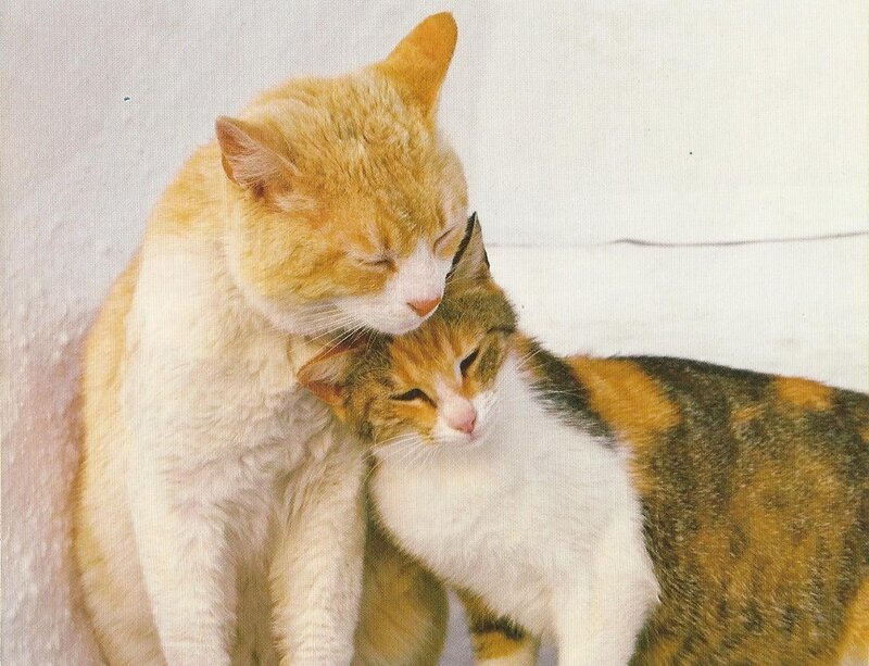 Two Cats Nuzzling — Orange, Calm, Photograph
