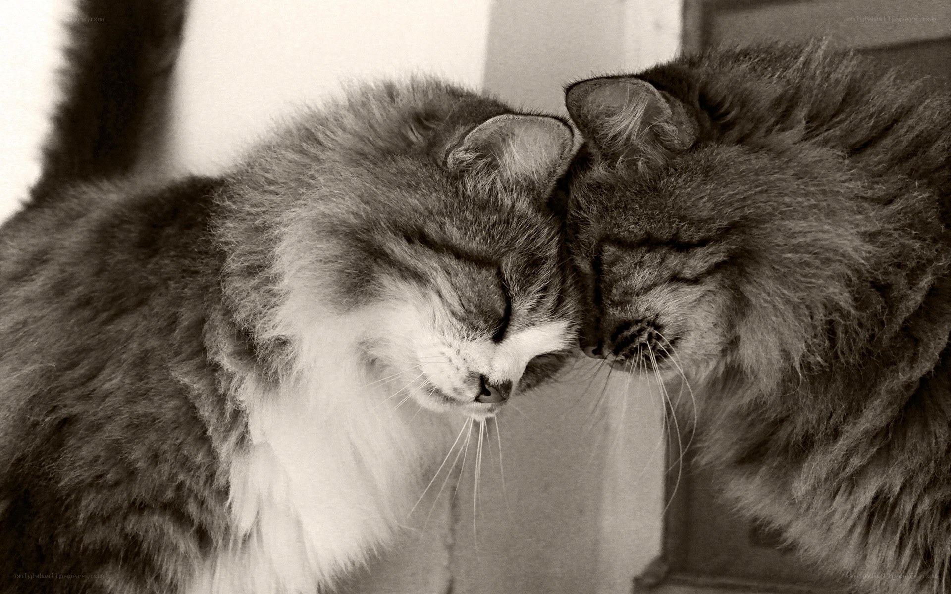 Two cats nuzzling peacefully