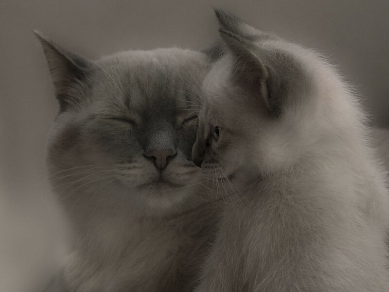 Two cats nuzzling peacefully