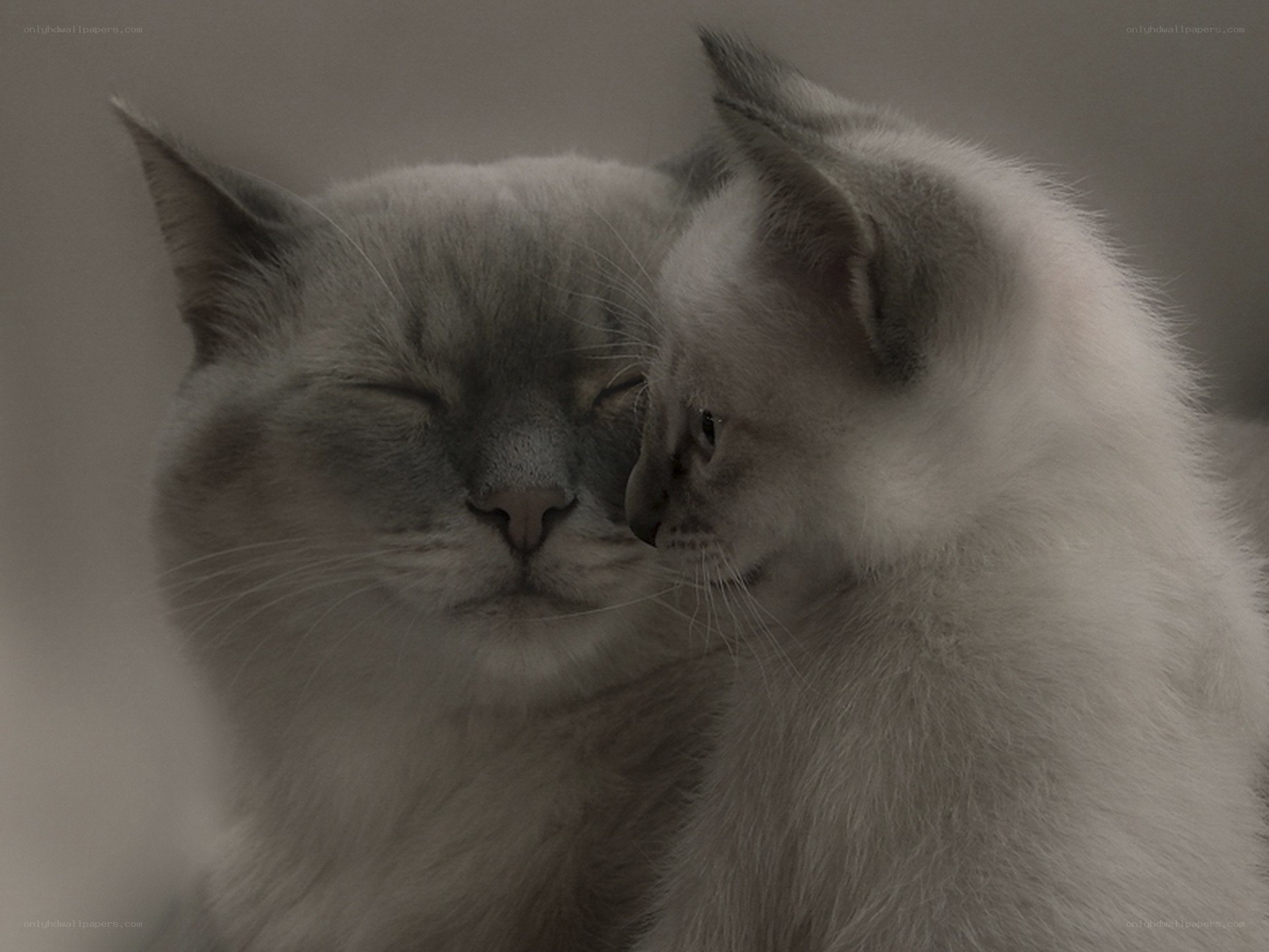 Two cats nuzzling peacefully