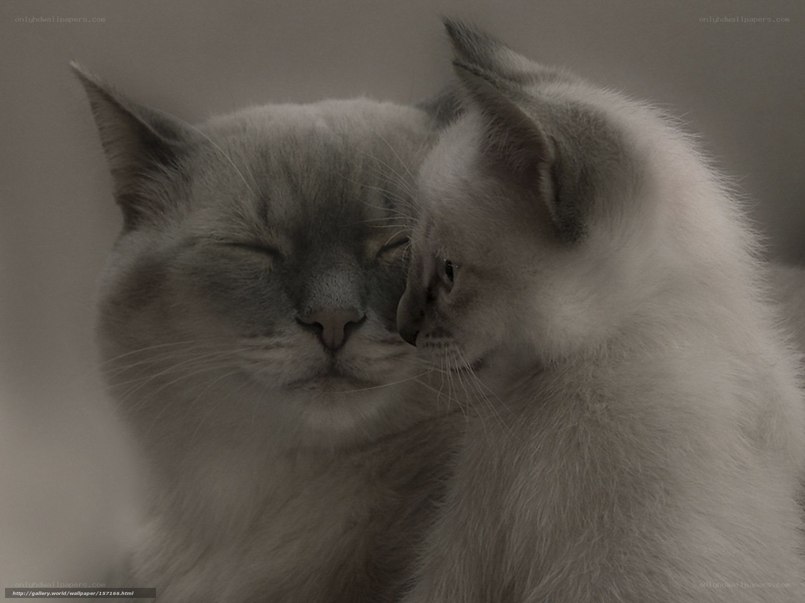 Two cats nuzzling peacefully
