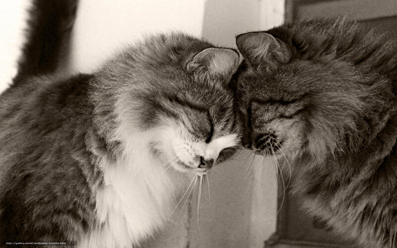 Two cats nuzzling