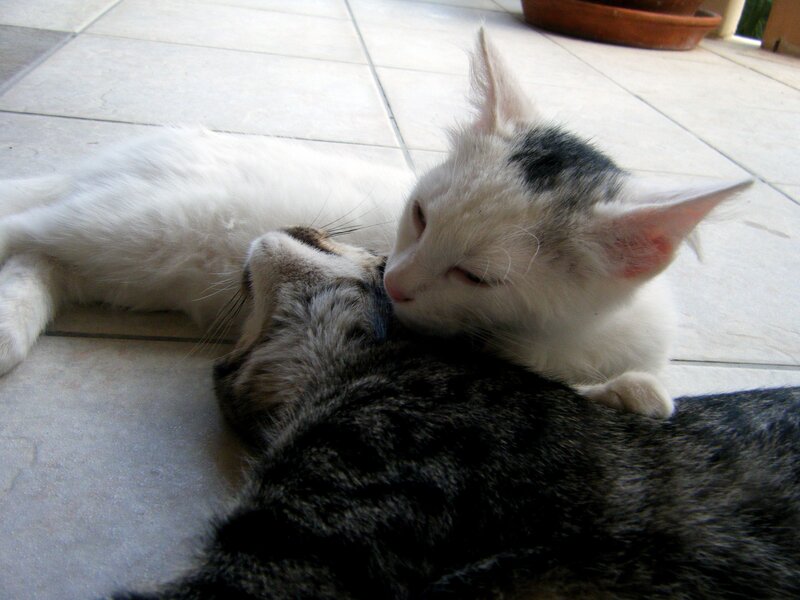 Two Cats Nuzzling — White, Calm, Afternoon