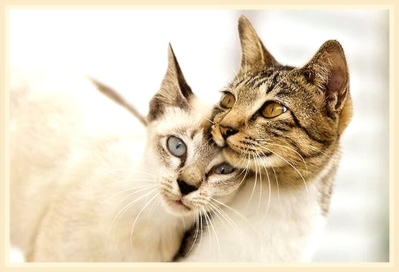 Two Cats Nuzzling — White, Calm, Photograph