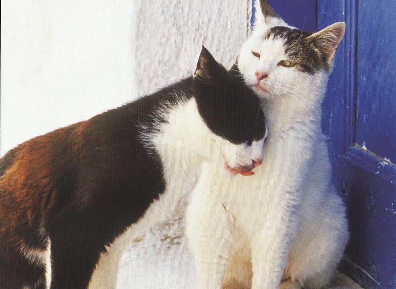 Two Cats Nuzzling — White, Calm