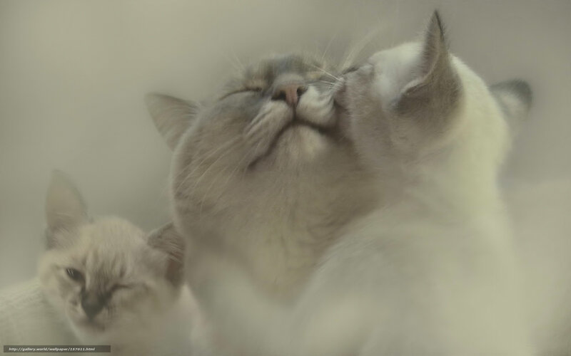 Two Cats Nuzzling — White