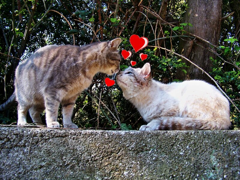 Two cats nuzzling with hearts