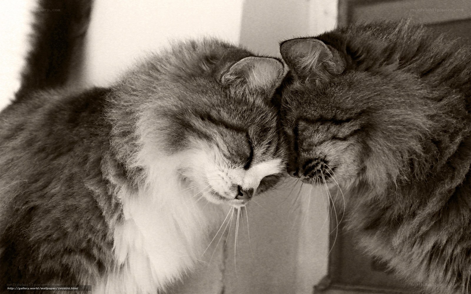Two cats nuzzling