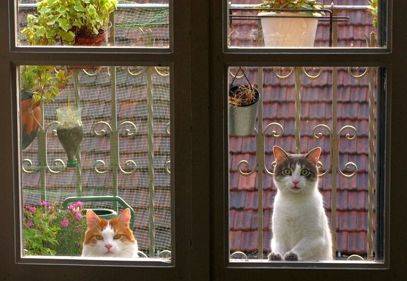 Two cats on a balcony
