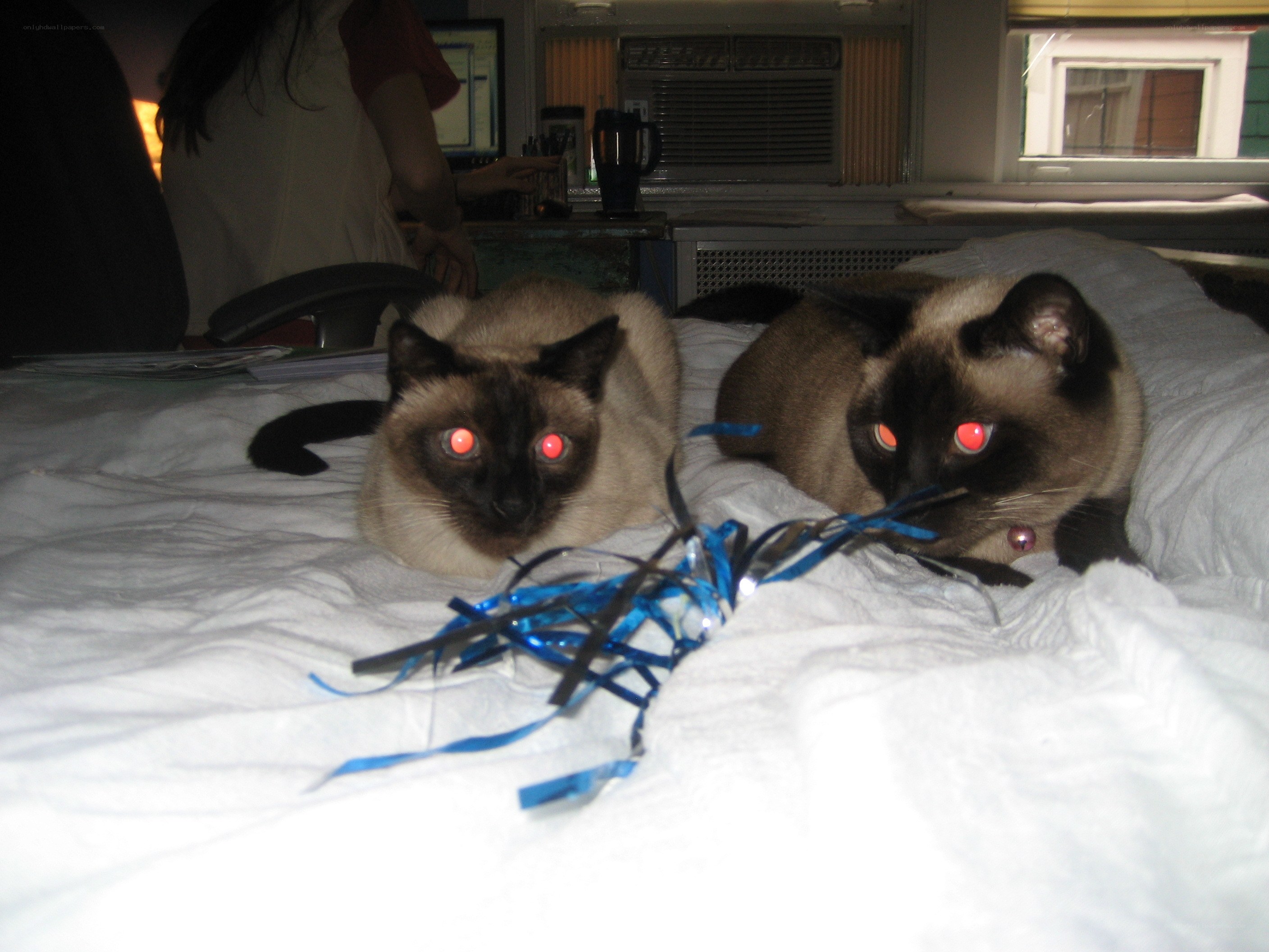 Two cats on a bed with glowing eyes