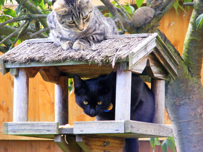 Two cats on a birdhouse