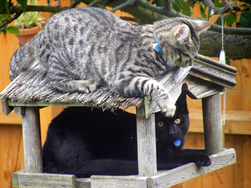 Two cats on a birdhouse