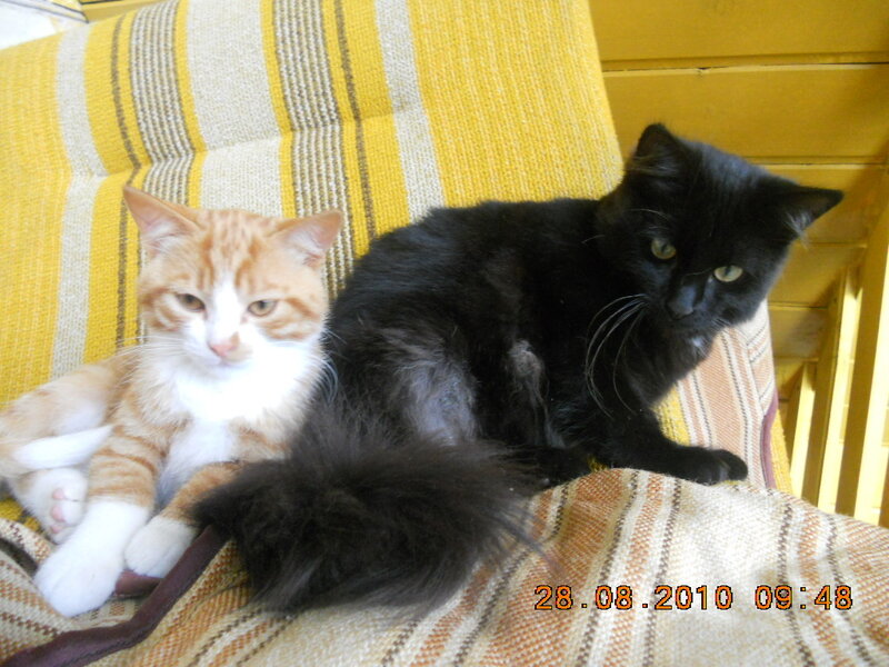 Two Cats on a Blanket — Yellow