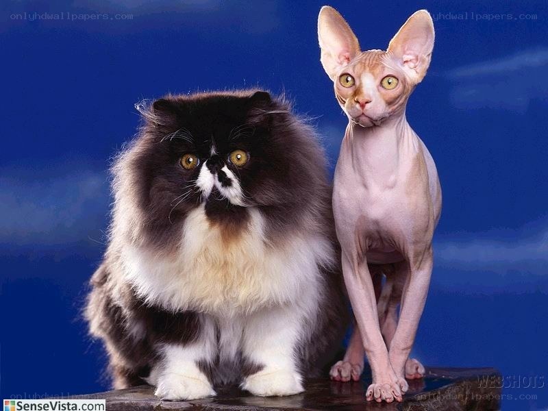 Two cats on a blue background