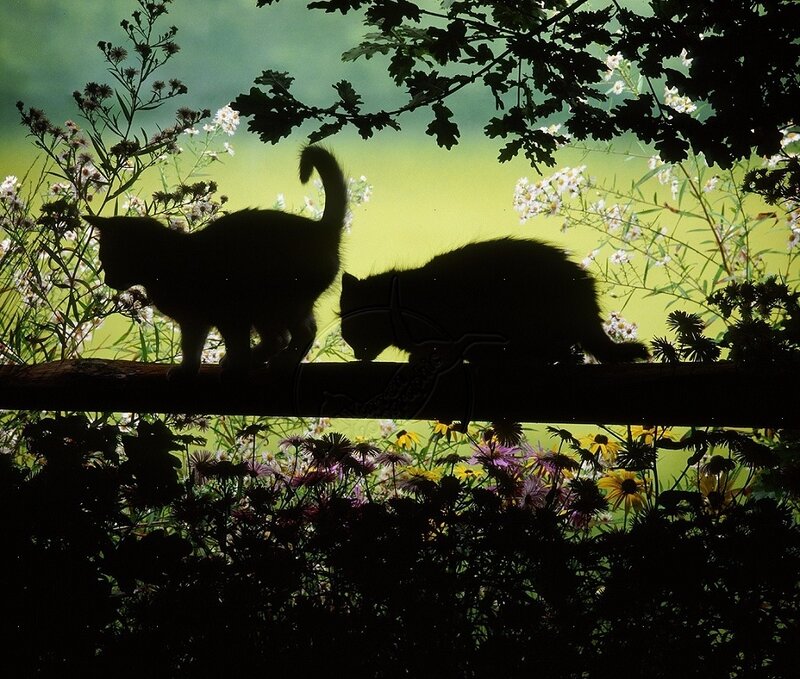 Two Cats on a Branch — Green