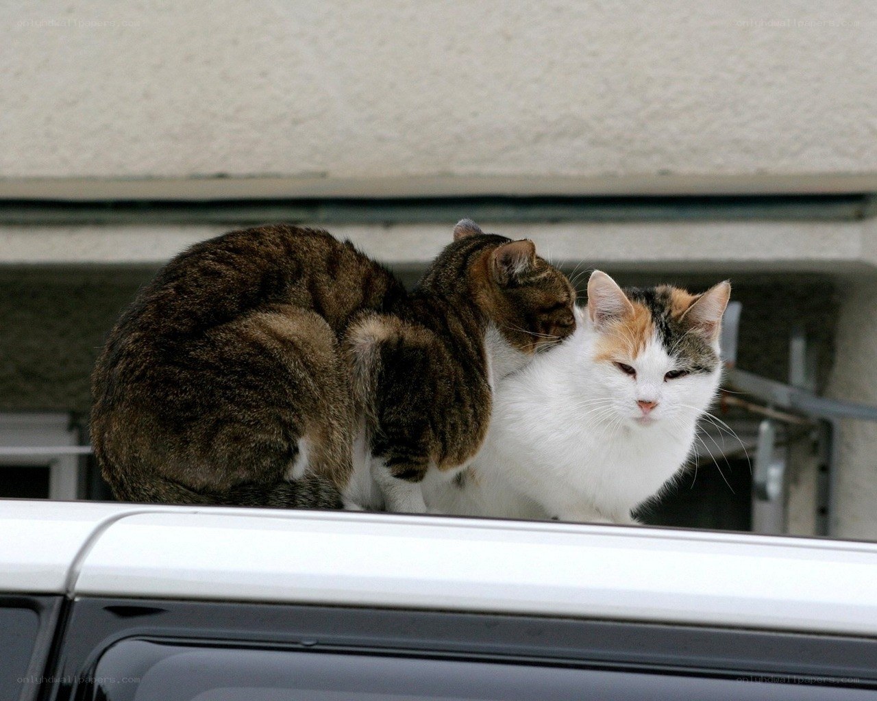 Two cats on a car roof
