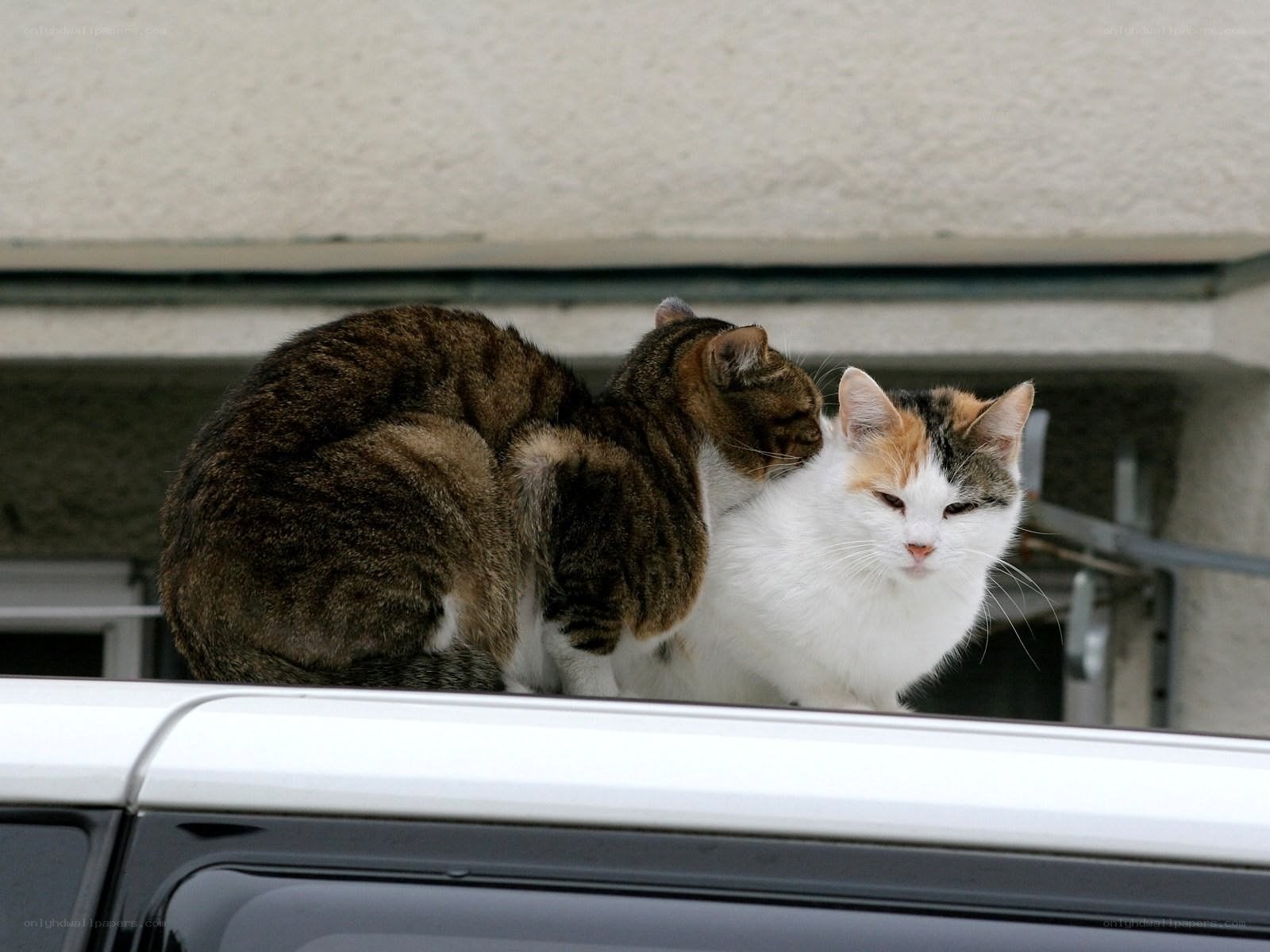 Two cats on a car roof