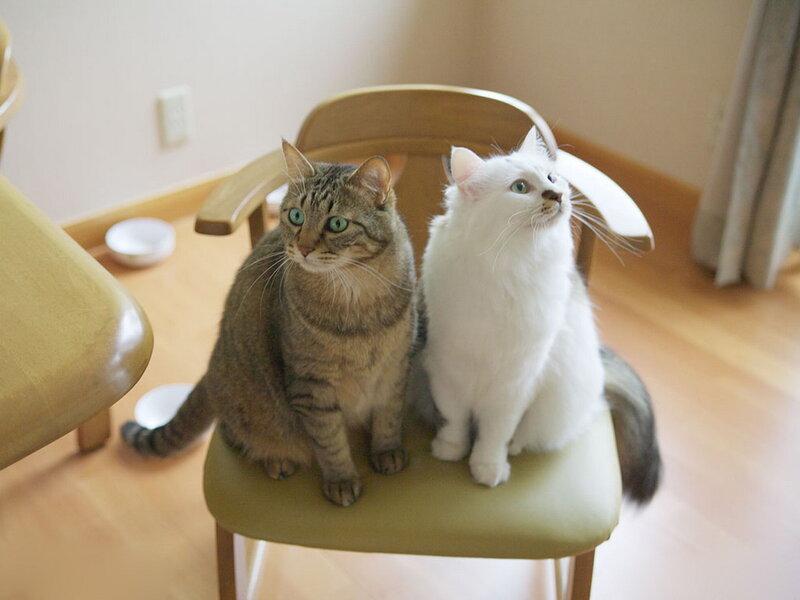 Two Cats on a Chair