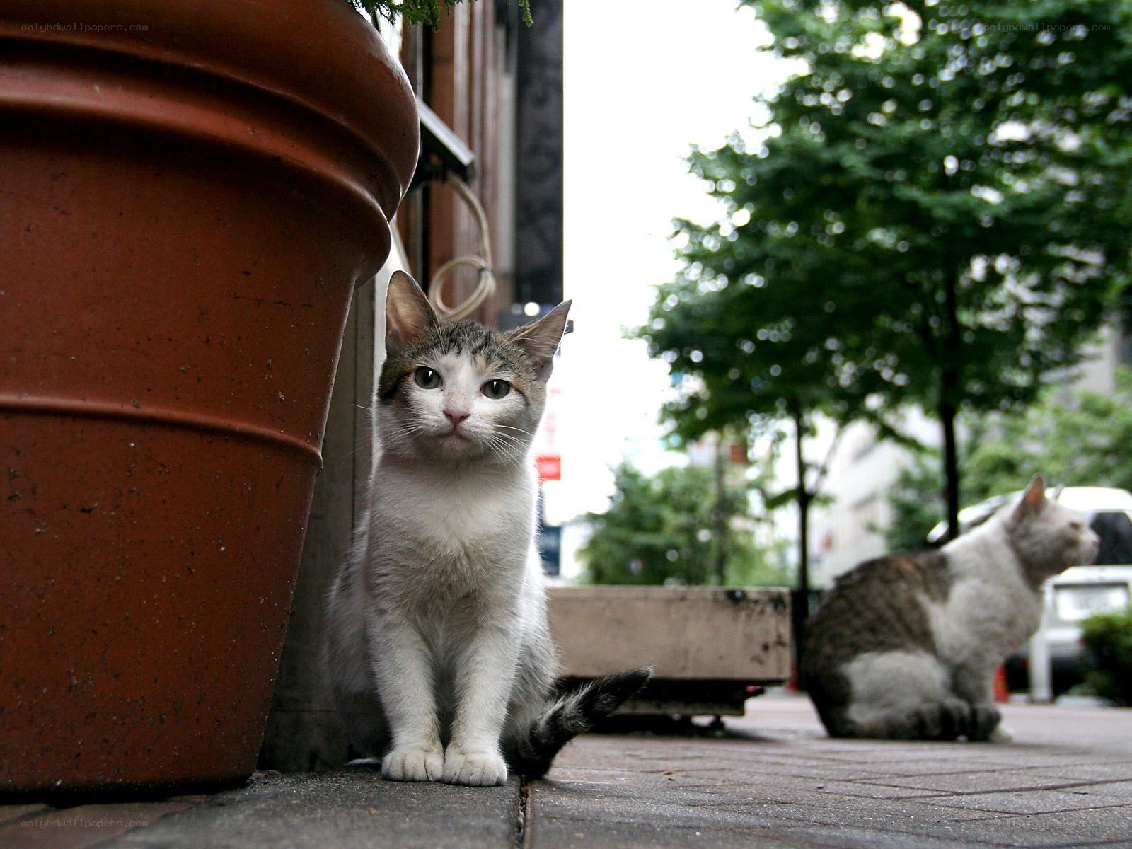 Two cats on a city sidewalk