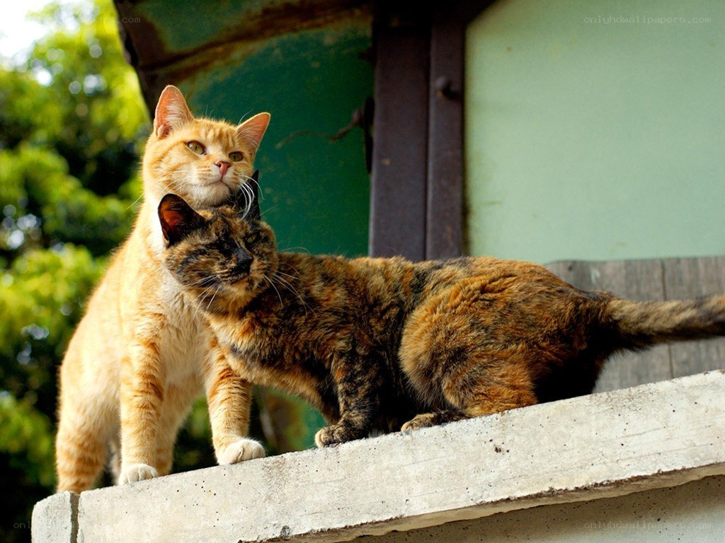 Two cats on a concrete ledge
