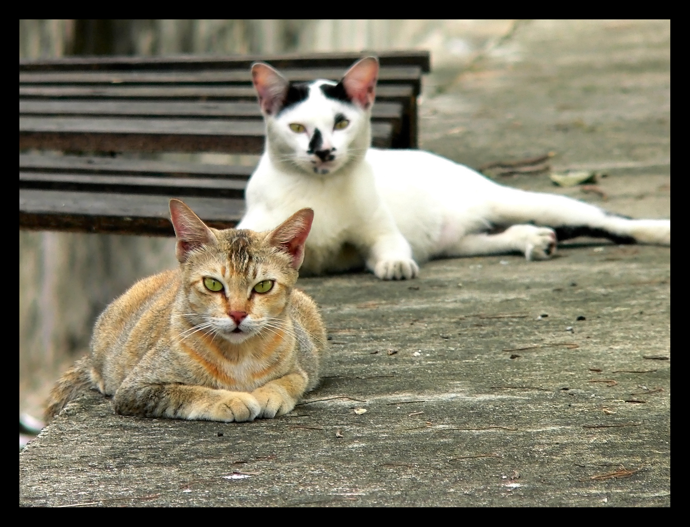 Two cats on a concrete surface