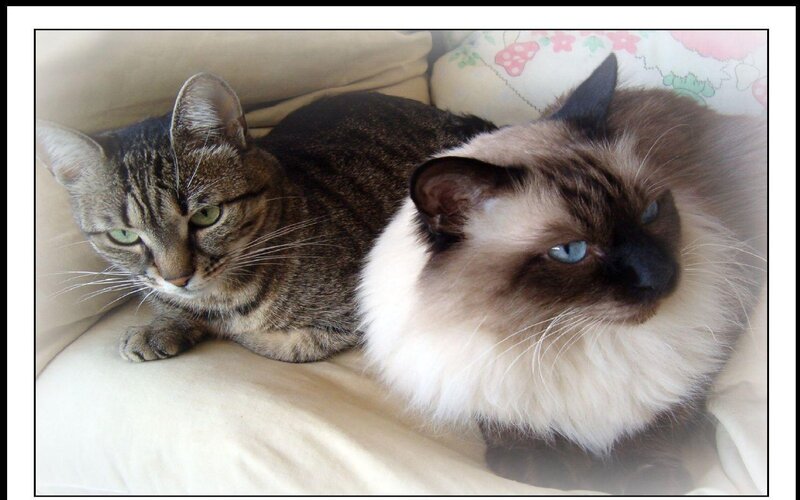 Two Cats on a Couch — Beige