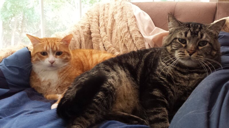 Two Cats on a Couch — Blue
