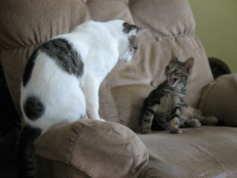 Two Cats on a Couch — Brown