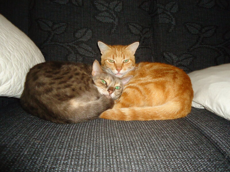 Two Cats on a Couch — Gray, Calm, Night