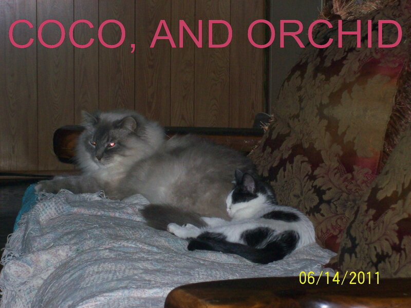 Two Cats on a Couch — Gray, Calm