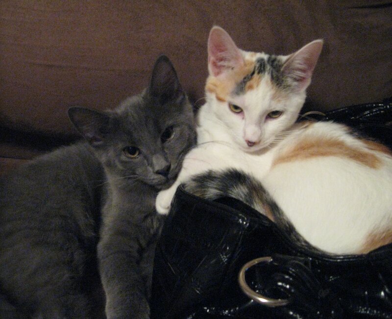 Two Cats on a Couch — Gray