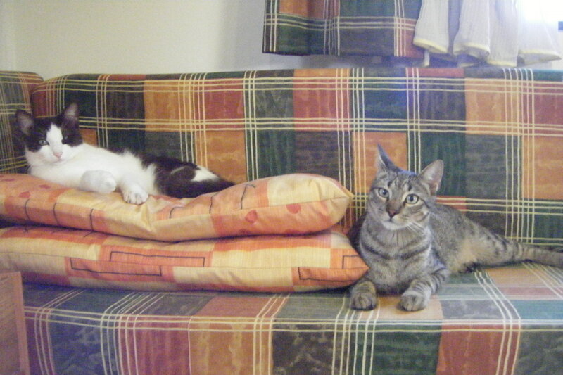 Two Cats on a Couch — Orange