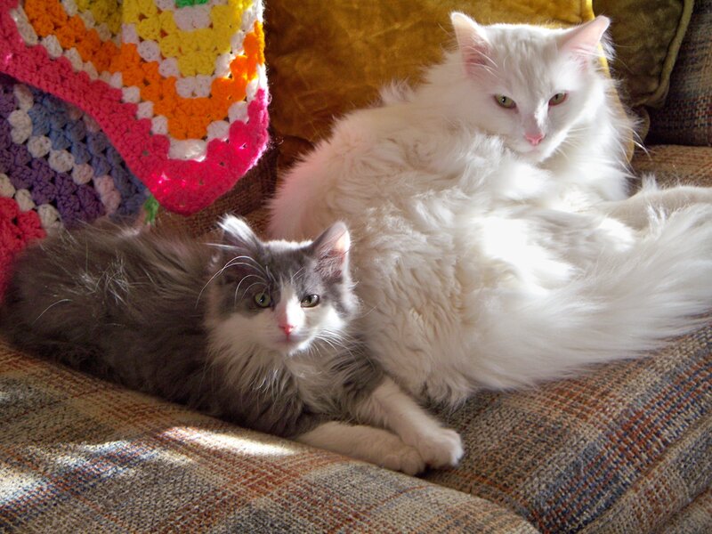 Two cats on a couch