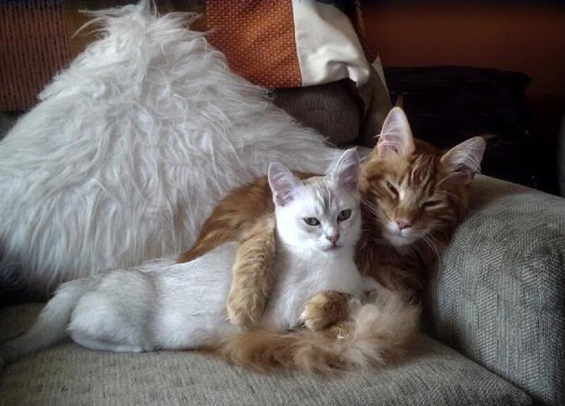 Two Cats on a Couch — White