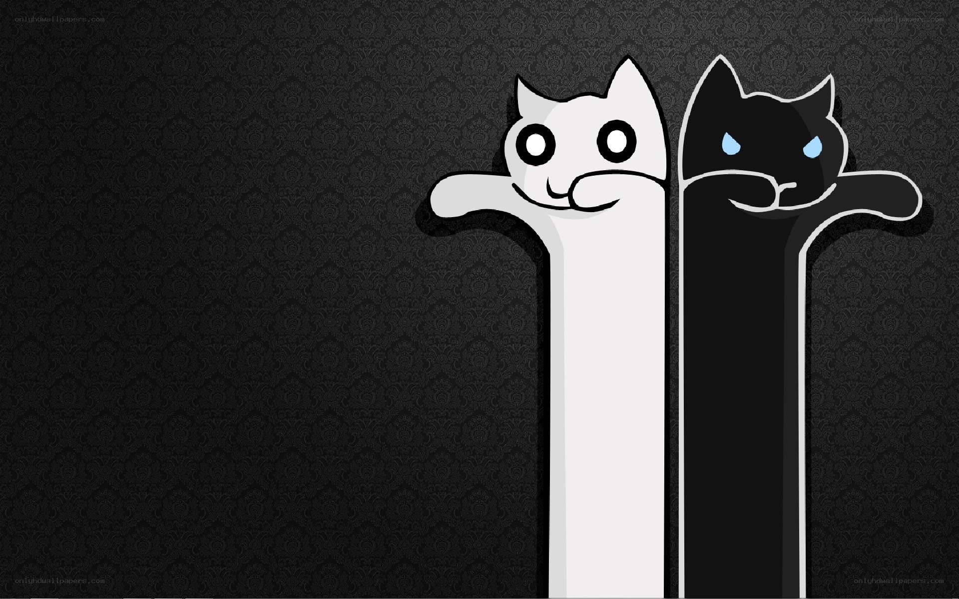 Two cats on a dark background