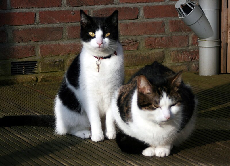 Two cats on a deck