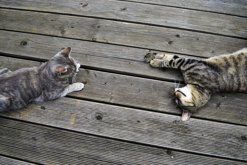 Two cats on a deck