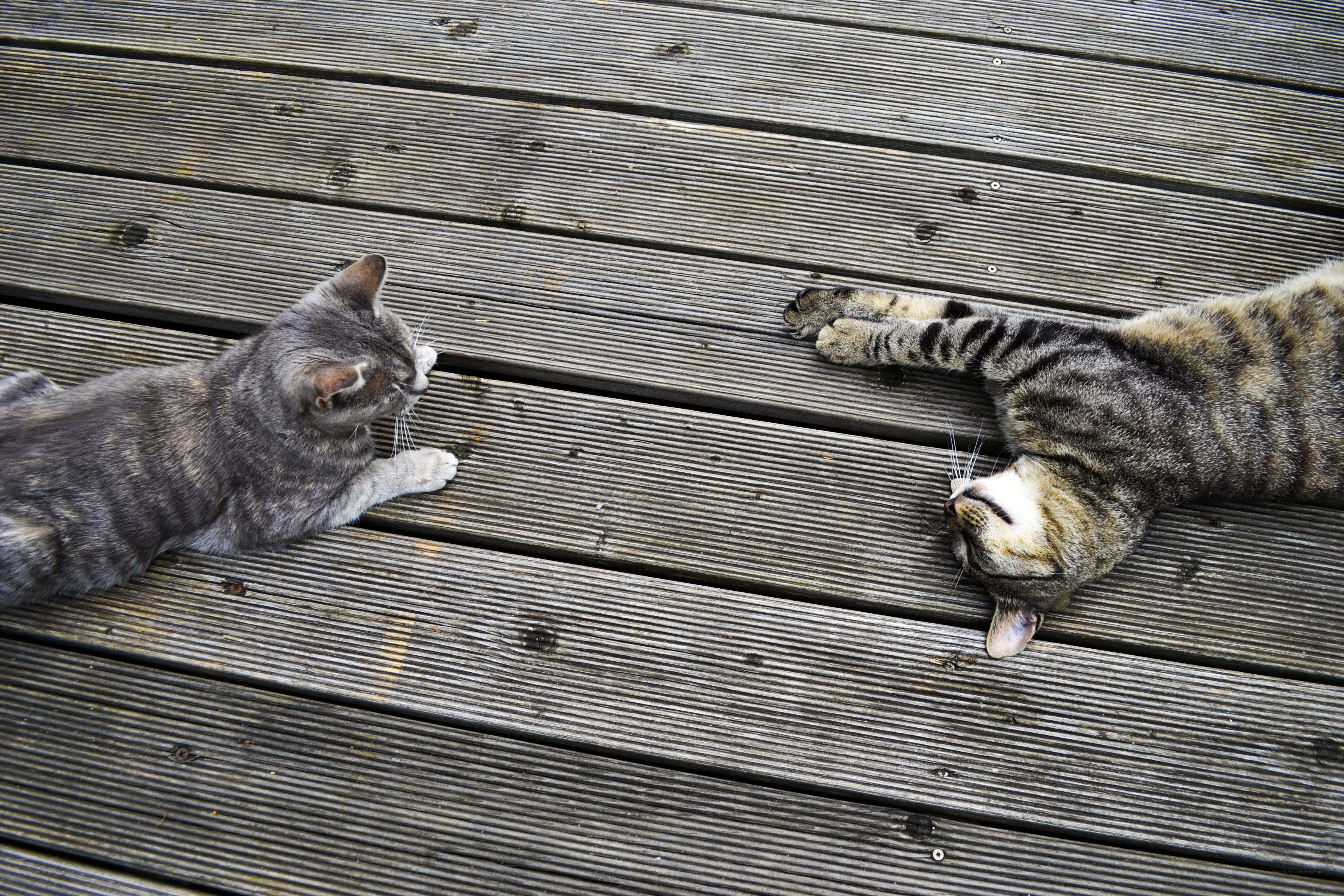 Two cats on a deck
