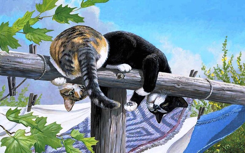 Two Cats on a Fence — Blue, Calm