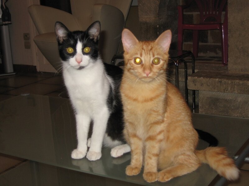 Two cats on a glass table