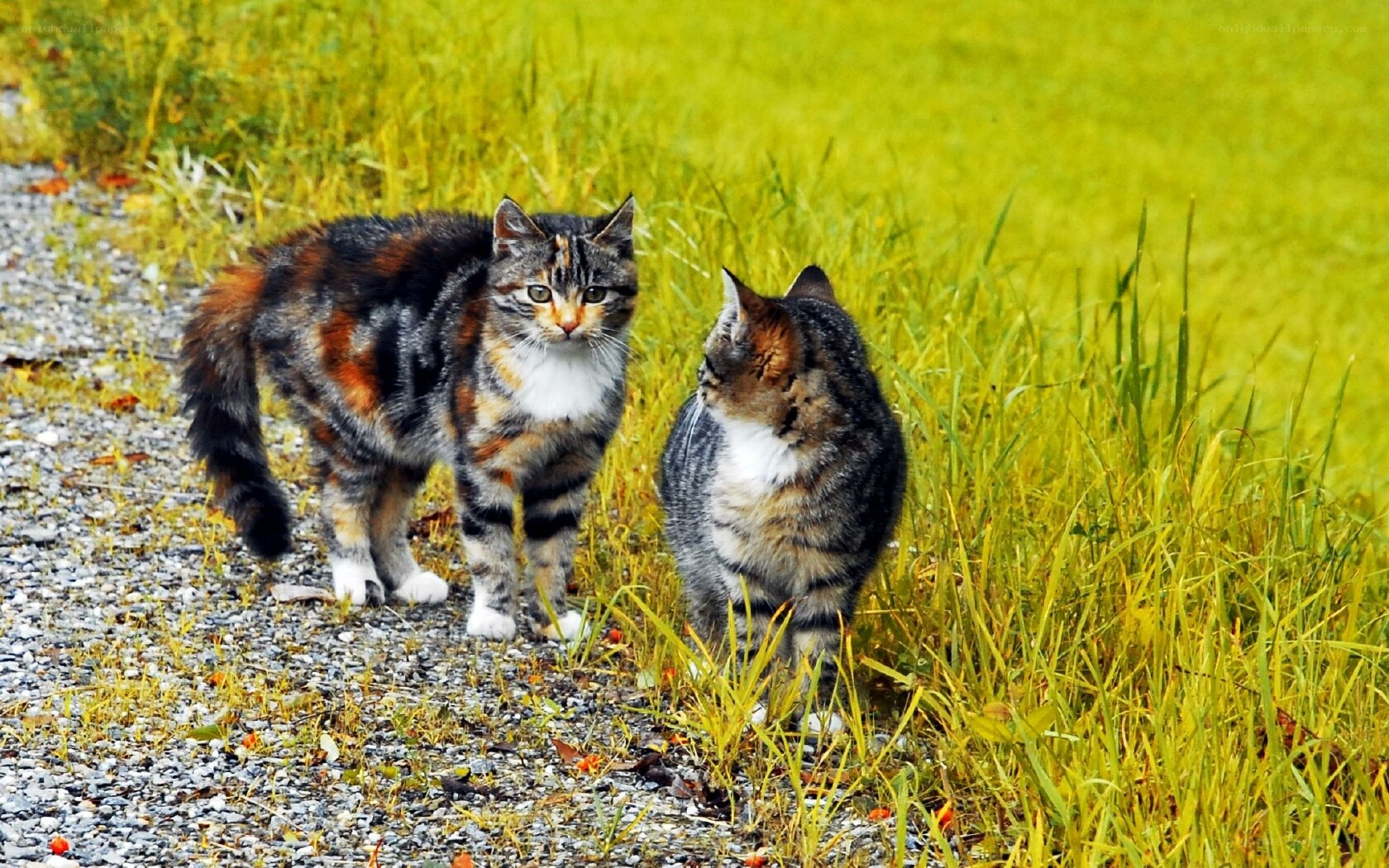 Two cats on a gravel path