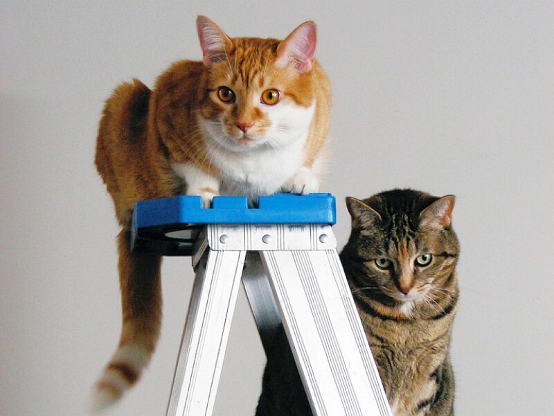 Two cats on a ladder
